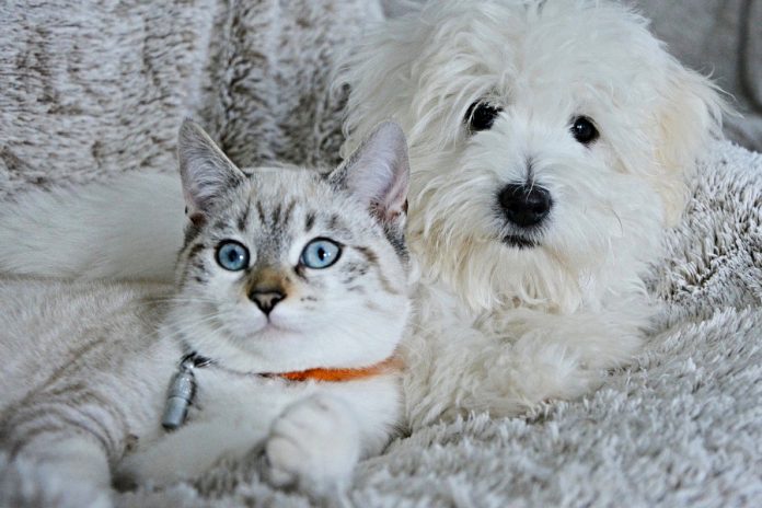 your-pets-make-money